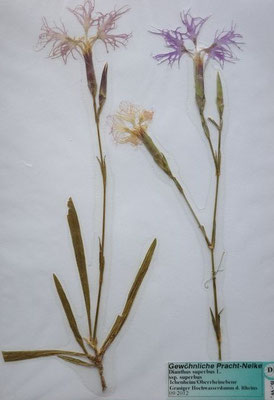 Dianthus superbus / Pracht-Nelke  (09/2012; Ichenheim, Oberrheinebene)   (Herbarium Dr. Wolf von Thun)
