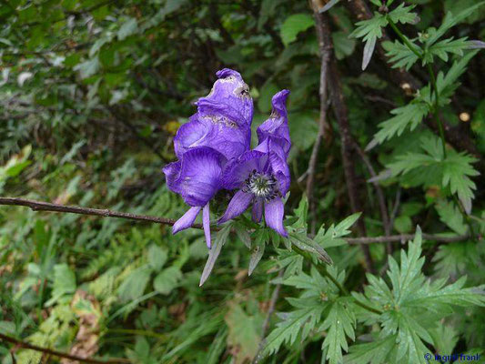 SEHR STARK GIFTIG:  Bunter Eisenhut / Aconitum variegatum