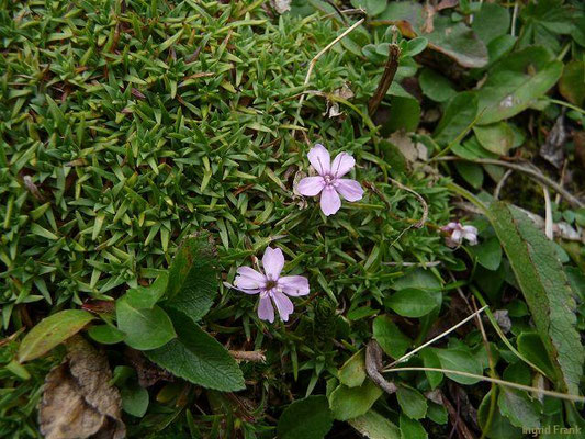 Silene acaulis / Stängelloses Leimkraut