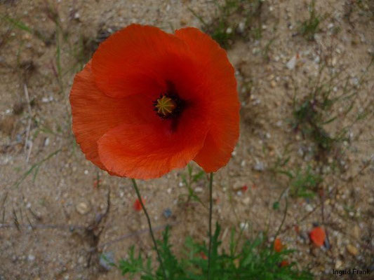 Papaver rhoeas - Klatsch-Mohn