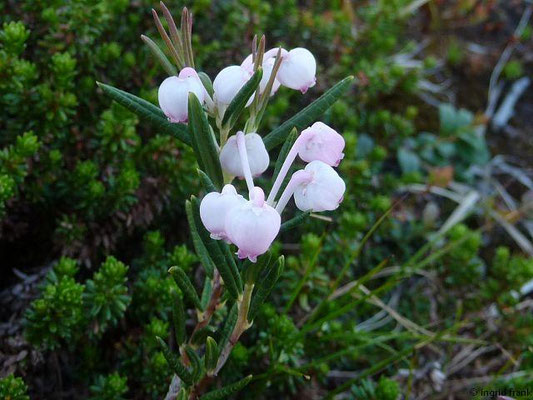 Andromeda polifolia (1-2 Arten)