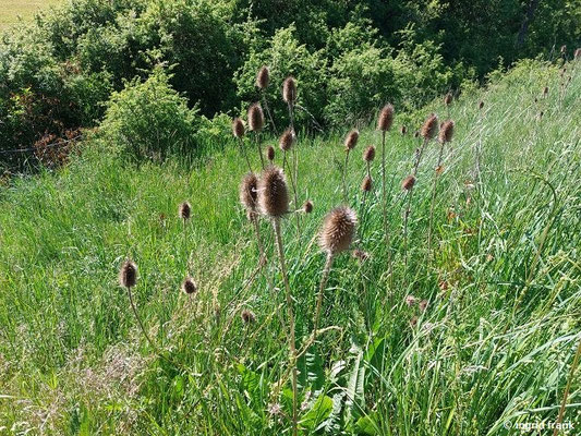 Dipsacus fullonum / Wilde Karde