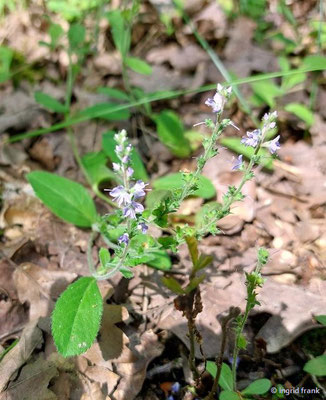 Veronica officinalis / Echter Ehrenpreis