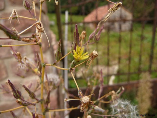 Lactuca serriola - Kompass-Lattich