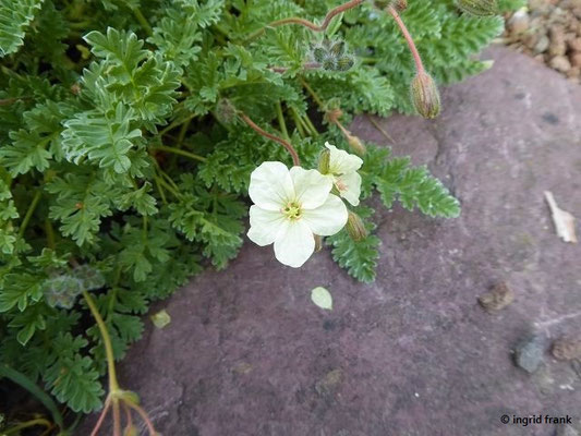 Erodium chrysanthum / Gelber Reiherschnabel (19.04.2019; Botanischer Garten der Universität Basel
