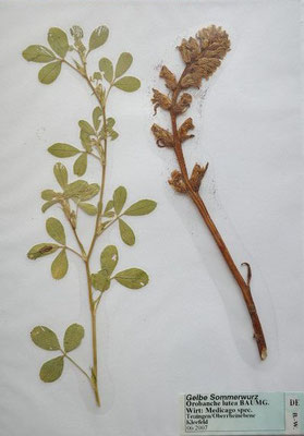 Orobanche lutea / Gelbe Sommerwurz     V VI     (Herbarium Dr. Wolf von Thun)