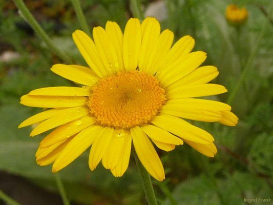 Anthemis tinctoria - Färber-Hundskamille