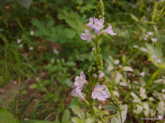 Verbascum officinalis / Echtes Eisenkraut   (15.08.2023; NSG Sandhausener Düne, Pferdstrieb)