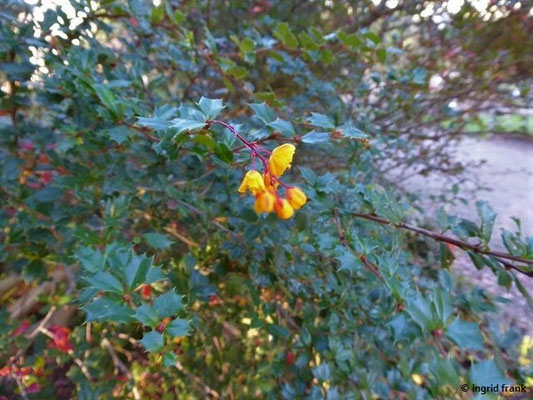 Berberis darwinii / Darwins Berberitze (15.01.2020; Botanischer Garten Universität Heidelberg)