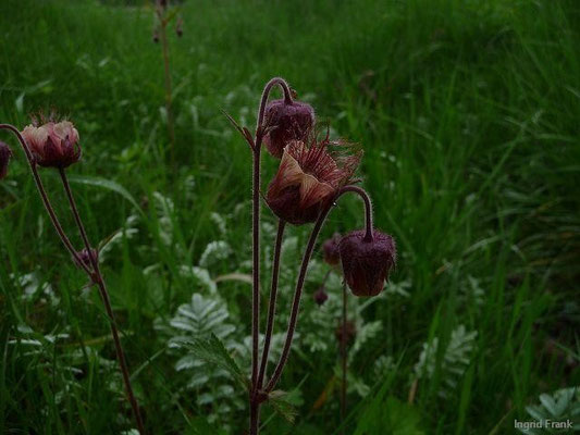 Geum rivale - Bach-Nelkenwurz