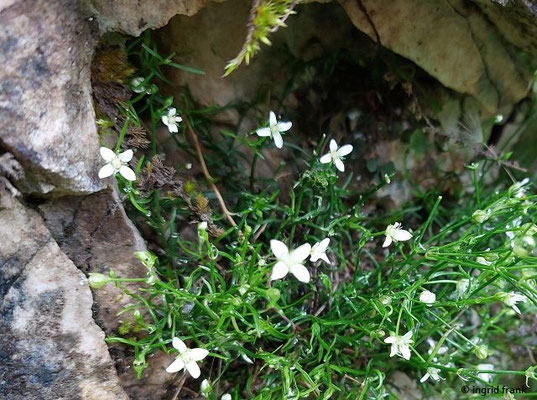 Moehringia muscsa / Moos-Nabelmiere