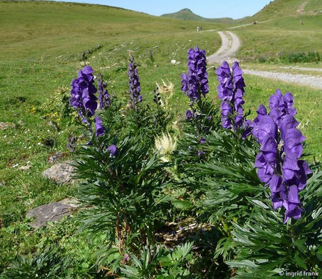 Aconitum napellus ssp. compactum / Dichtblütiger Blau-Eisenhut