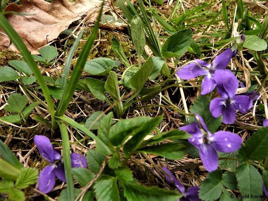 Viola hirta / Behaartes Veilchen