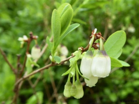 Vaccinium uliginosum / Gewöhnliche Rauschbeere