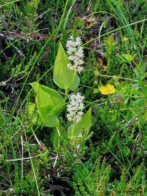 Maianthemum bifolium / Zweiblättrige Schattenblume  (29.06.2024; Steiermark, Schladming, Planai)