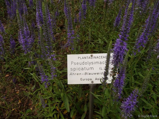 Veronica spicata / Ähren-Blauweiderich, Heide-Ehrenpreis (Botanischer Garten Universität Heidelberg)    (VI-)VII-IX