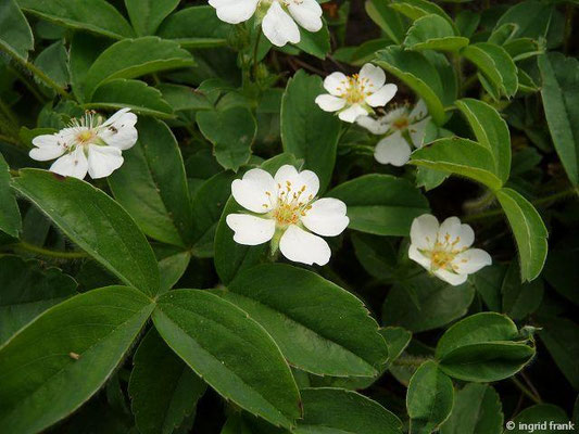 Potentilla montana  (Fremdländische Pflanze; Botanischer Garten Berlin)