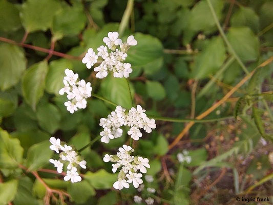 Torilis arvensis / Feld-Klettenkerbel