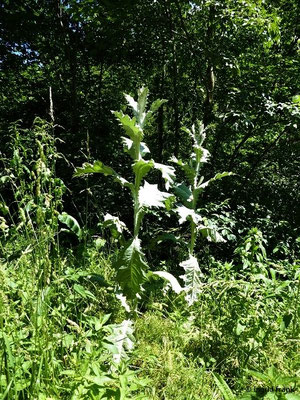 Onopordum acanthium / Gewöhnliche Eselsdistel    VII-VIII