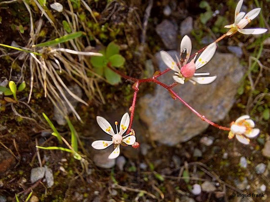 Saxifraga stellaris / Stern-Steinbruch