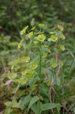 Euphorbia amygdaloides / Mandel-Wolfsmilch   (24.05.2023; Welzheimer Wald bei Lorsch)