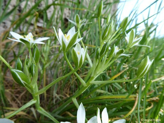 Ornithogalum umbellatum / Dolden-Milchstern    IV-V