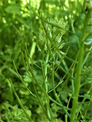 Cardamine impatiens / Spring-Schaumkraut