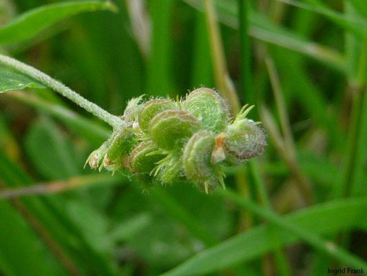 Medicago lupulina / Hopfen-Schneckenklee