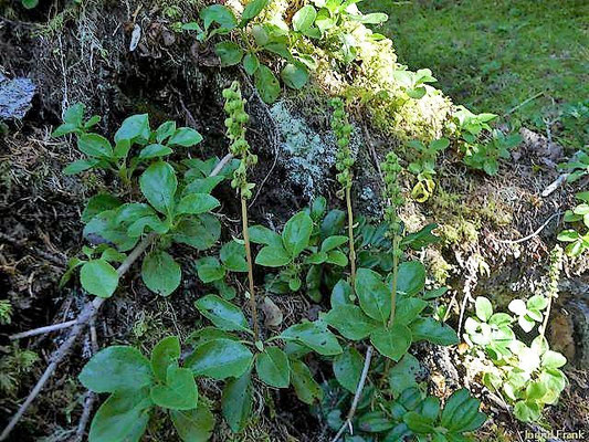 Pyrola spec. (30 Arten)