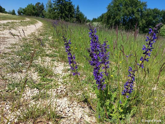 Salvia pratensis / Wiesen-Salbei