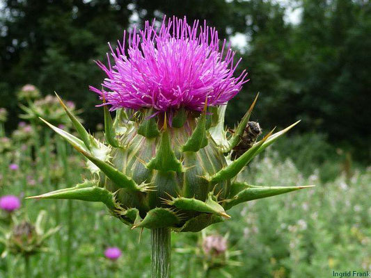 Silybum marianum / Echte Mariendistel (Kräutergarten Artemisia)    VII-VIII