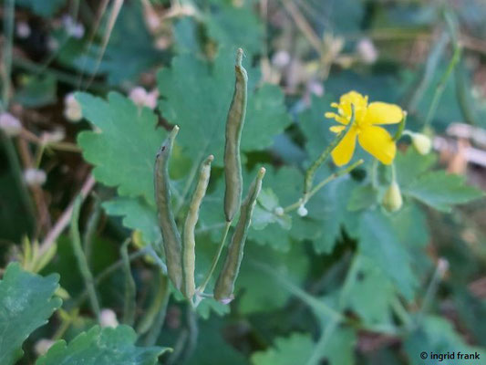 Chelidonium majus / Schöllkraut