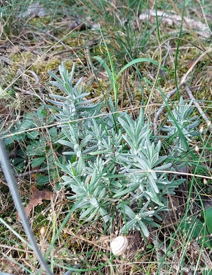 Lavandula officinalis / Echter Lavendel