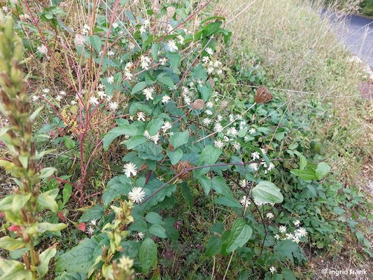 Clematis vitalba / Gewöhnliche Waldrebe (15.09.2025; Rotweinwanderweg zwischen Dernau und Ahrweiler)