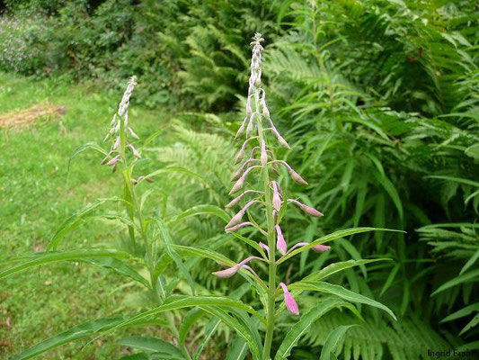 03.07.2011-Epilobium angustifolium - Schmalblättriges Weidenröschen