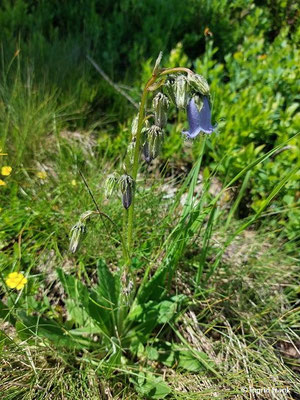 Campanula barbata / Bärtige Glockenblume   (28.06.2024; Steiermark, Schladming, Planai)