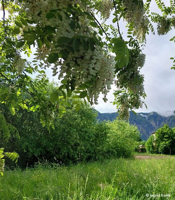 Robinia pseudoacacia / Gewöhnliche Robinie, Falsche Akazie (12.05.2026; Trentino, Valsugana)