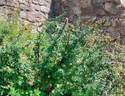 Artemisia vulgaris / Gewöhnlicher Beifuß   (17.08.2023; Ruine Schauenburg bei Dossenheim)