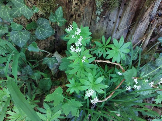 Galium odoratum / Waldmeister
