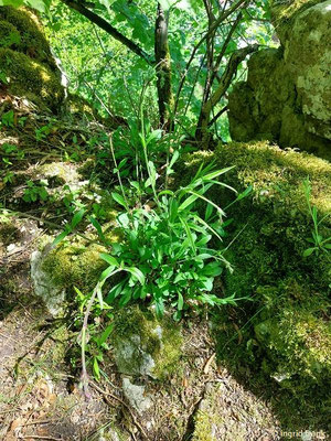 01.05.2025 - Auf dem Himmelsfelsen oberhalb von Eybach bei Geislingen an der Steige