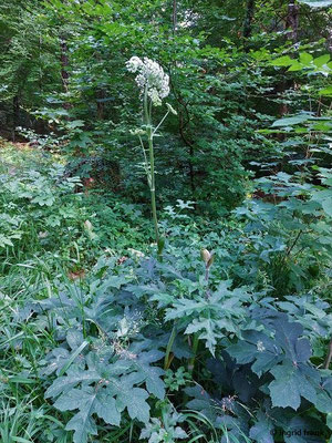 Heracleum spec. (60 Arten)