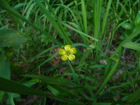 Ranunculus flammula / Brennender Hahnenfuß