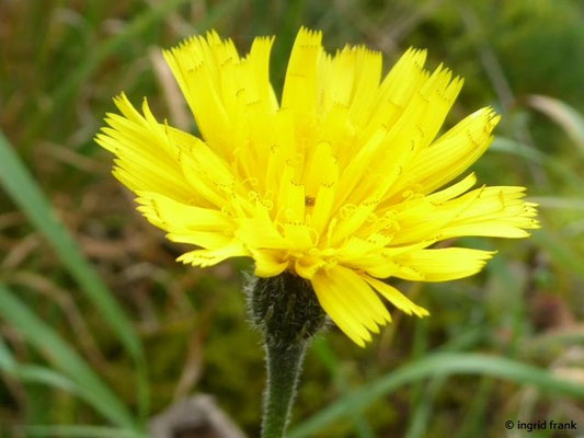 Leontodon hispidus / Steifhaariger Löwenzahn, Wiesen-Löwenzahn    VI-X