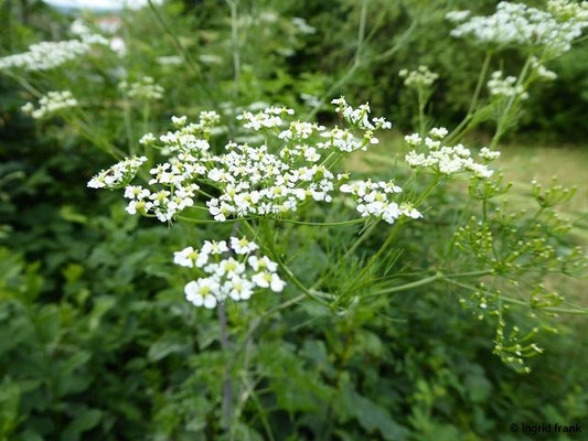 FÜR VIEH GIFTIG:  Rüben-Kälberkropf / Chaerophyllum bulbosum;  Familie:  Doldengewächse / Apiaceae