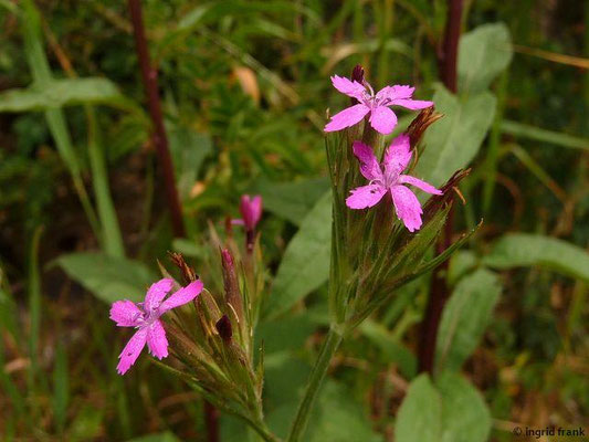Dianthus armeria / Raue Nelke