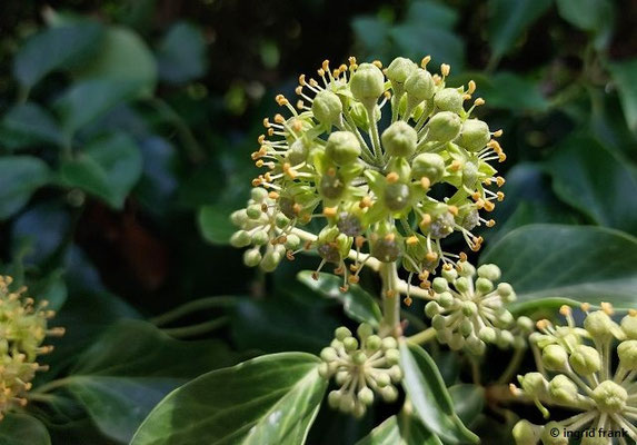 Hedera helix / Gewöhnlicher Efeu