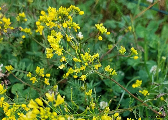 Rorippa sylvestris / Wilde Sumpfkresse (12.05.2026; Trentino, Valsugana)