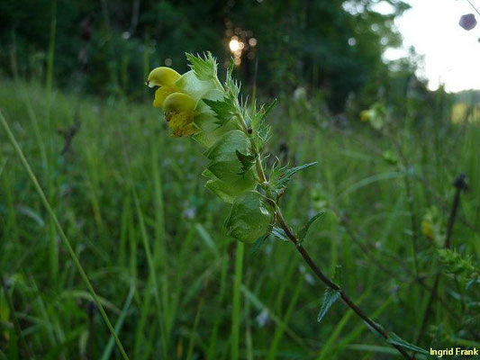 Rhinanthus serotinus - Großer Klappertopf