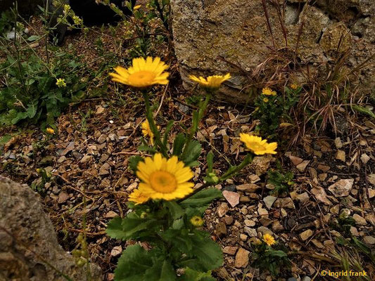 Coleostephus myconis - Gelbe Margerite
