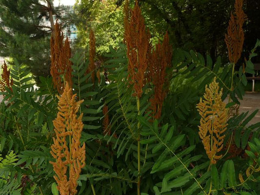 Osmunda regalis / Königsfarn, Königs-Rispenfarn    VI-VII